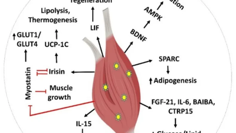 The Myokine's mistary